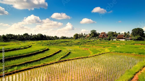 Wallpaper Mural Lush Green Rice Terraces under a Blue Sky Captivating Rural Landscape Scenery Torontodigital.ca