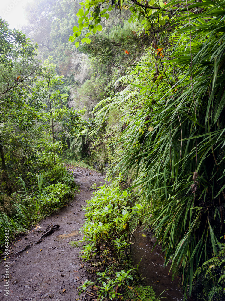 Fototapeta premium Calderao Verde route, Madeira, Portugal