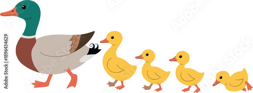 Cartoon duck family walking, parent and ducklings, cute animal illustration, nature behavior art, playful wildlife scene, educational bird drawing