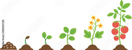Tomato plant growth stages, seed to fruit, cartoon biology illustration, agricultural life cycle, educational nature graphic, farming development concept