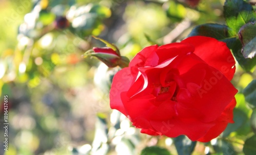 red rose in garden