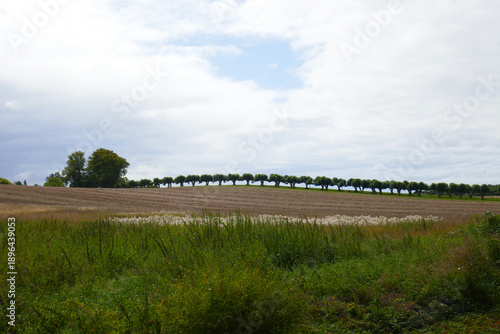 Festoon avenue at Bothmer Castle in Klütz