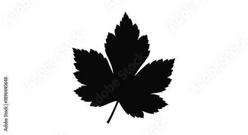 A detailed black maple leaf design sharply defined silhouette