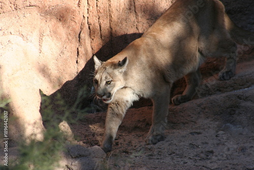 Canvas Print A cougar at a local zoo