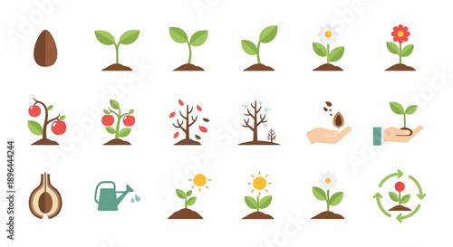 Plant Growth Cycle and Stages from Seed to Mature Plant and Fruit Bearing.