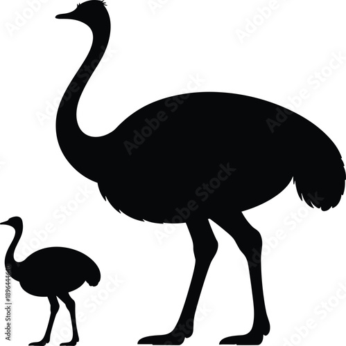 Cartoon silhouette illustration of adult and baby ostrich standing side by side, highlighting growth stages and size comparison.
