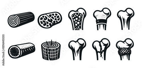Cross-sectional bone illustrations: patterns, structures, medical anatomy, education, monochrome art