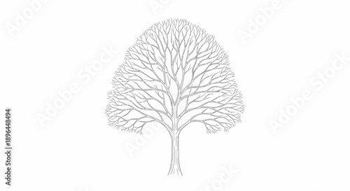 Detailed line art illustration of a deciduous tree in winter, showcasing its intricate branching structure against a plain white background