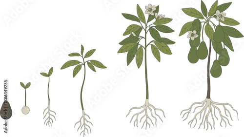 Avocado plant life cycle progression from seed to tree with fruit and flowers illustrated with roots