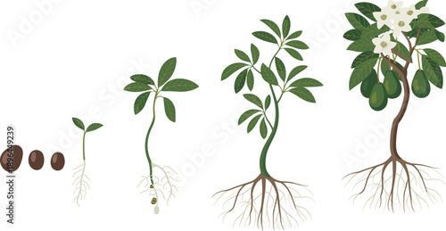 Avocado tree growth stages depicted from seed to flowering and fruiting plant with detailed root structures