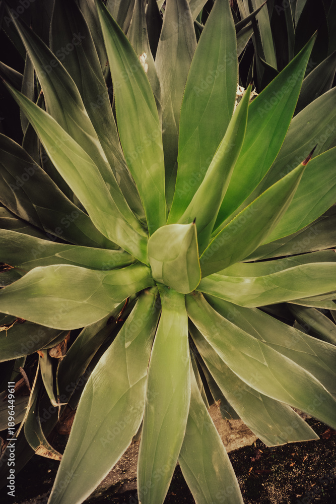 Fototapeta premium Realistic overhead photograph of a tropical plant with green leaves arranged in a rosette, featuring natural geometric shapes and detailed textures. Authentic shot, not generated by AI.