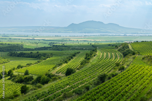 Moravian vineyards cultivating wine grapes in Starovice, Czechia