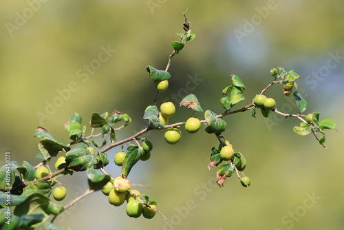 branch of a tree