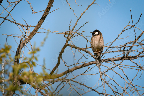 bird on a branch