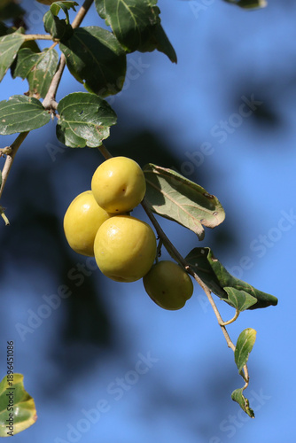 Fruit on tree