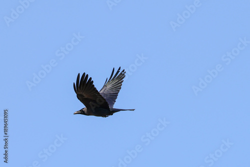 Crow Flying 
