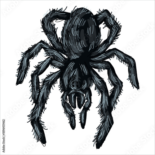 Tarantula. Brachypelma albopilosum. Colorful, hand-drawn, vector illustration. Picturesque. Unique detailed stylization. Print on sketchbooks, stickers, postcards, cups, clothes, posters.