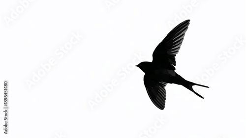 Swallow Silhouette Soaring Against White Background

