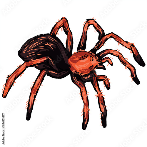 Tarantula. Brachypelma boehmei. Colorful, hand-drawn, vector illustration. Picturesque. Unique detailed stylization. Print on sketchbooks, stickers, postcards, cups, clothes, posters.