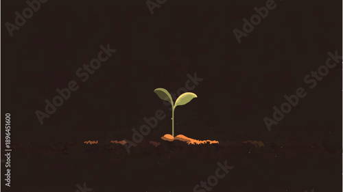 Seedling Sprouting in Soil 

