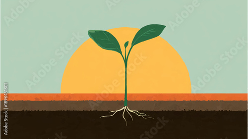 Seedling Sprouting in Soil 

