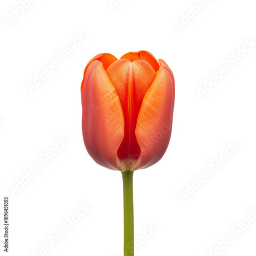 Bright Tulip Stands Tall Against a White Background in a Simple Display of Na...