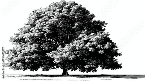 Black and white illustration of a large leafy tree with grass below and a shadow cast on the ground