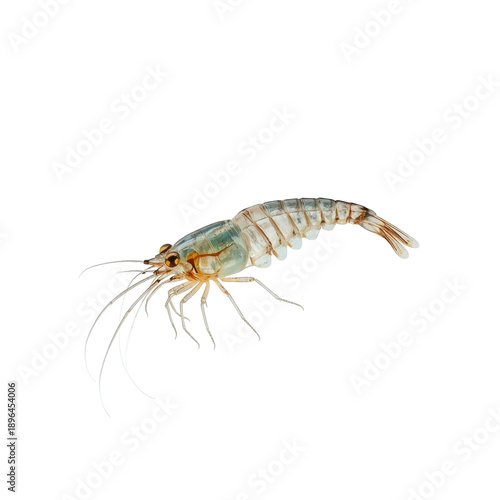 Shrimp Swimming in Clear Water in a Marine Environment During Daytime