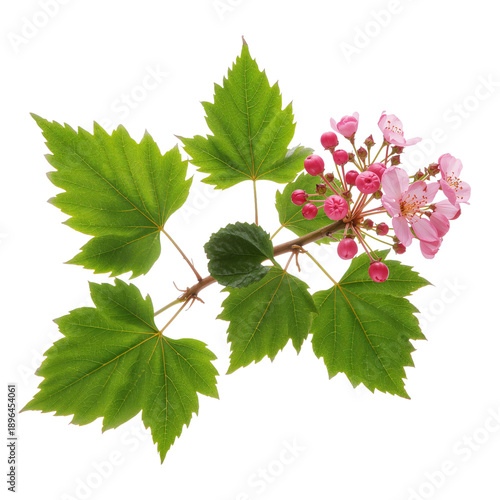 Blooming Branch With Pink Flowers and Green Leaves in Natural Setting