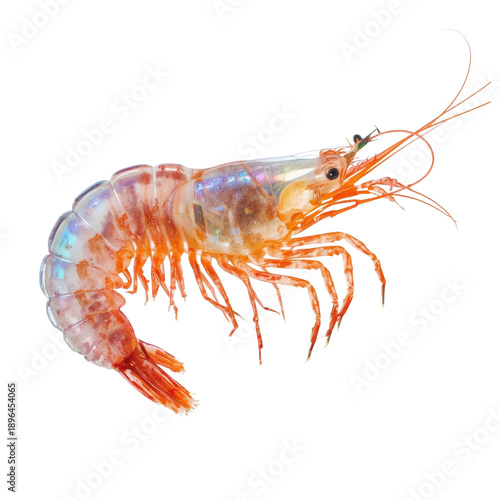 Shrimp on White Background Showing Fine Details of Its Body and Antennae Duri...