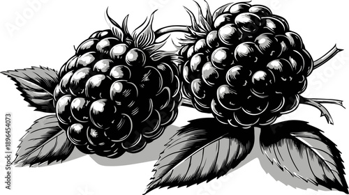Monochrome illustration of two blackberries with leaves and stem, isolated on a white background