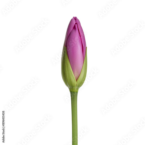 Pink Flower Bud Standing Tall Against a Plain Background in Natural Light