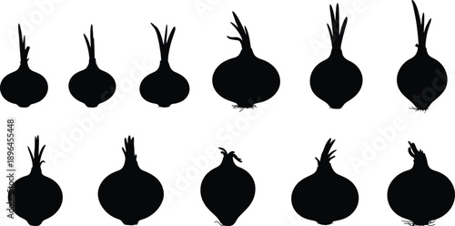 Silhouette of onion bulbs in two rows