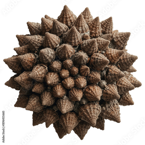 Unique Natural Object With Many Spikes Found in a Forest During Daytime in Fall