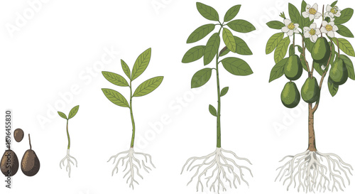 Step-by-step of avocado plant evolution from seed to fruit-laden tree showing root expansion growth
