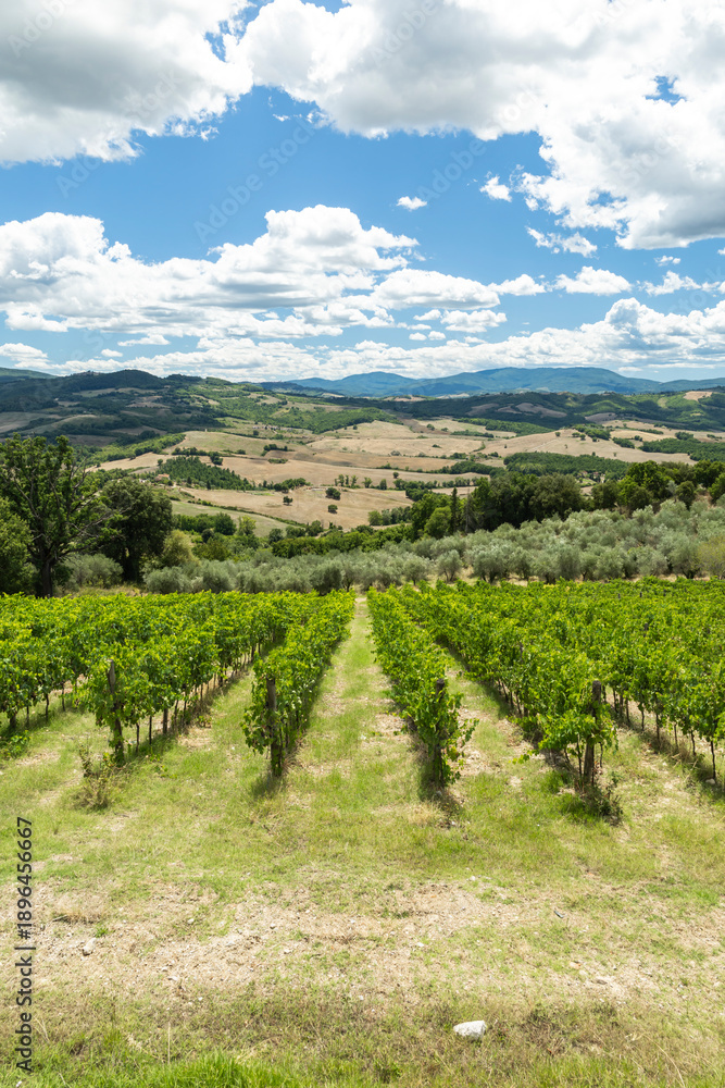 Naklejka premium Tuscan vineyard rows growing in rolling hills landscape