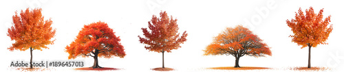  Beautiful autumn tree isolated on transparent background, illustration