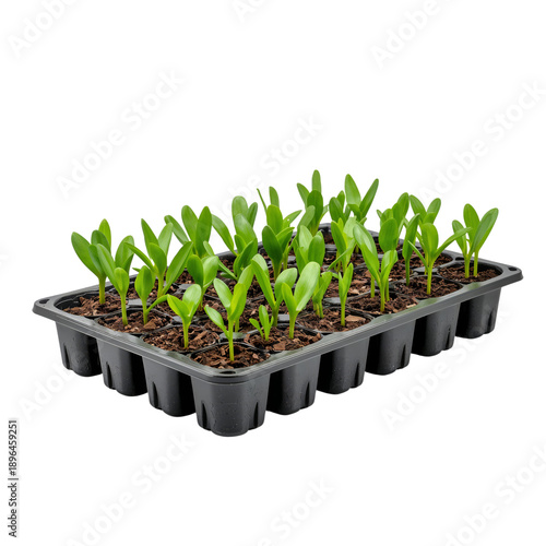 Fresh Green Seedlings Growing in a Black Plastic Tray Under Artificial Light ...