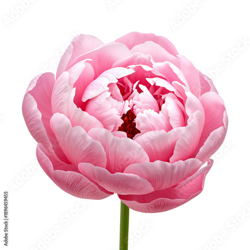 Pink Flower With Soft Petals Stands Alone on a White Background in a Studio S...