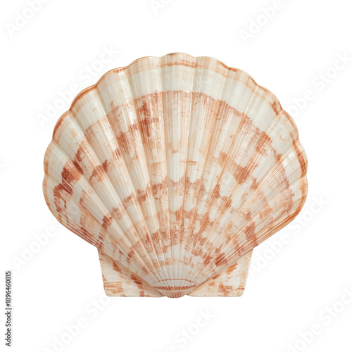 Colorful Shell Sits on a Simple Surface in a Bright Indoor Space During Daylight