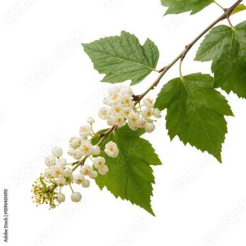 Blooming Branch With Pink Flowers and Green Leaves in Natural Setting