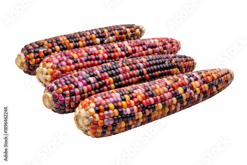 Four colorful ears of rainbow corn on the cob on transparent background