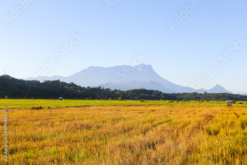 A wide landscape featuring golden rice fields in the foreground with the prominent silhouette of Mount Kinabalu under a clear blue sky in Sabah.