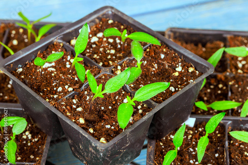 Small plants pepper are growing in black pots filled with dark soil on blue wooden table.