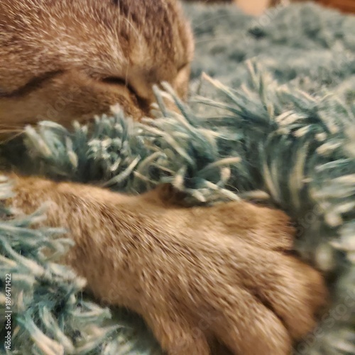 Cat making biscuits on blanket