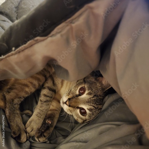 cat lying on the floor
