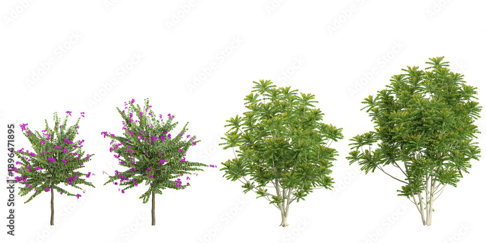 Obraz premium Collection of Averrhoa,Bauhinia trees on transparent background
