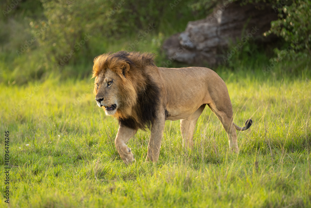 Obraz premium Male lion walks across grass near rocks