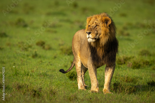 Photography Male lion stands on grassland turning head