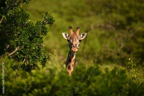 Photography Masai giraffe looks over bushes towards camera